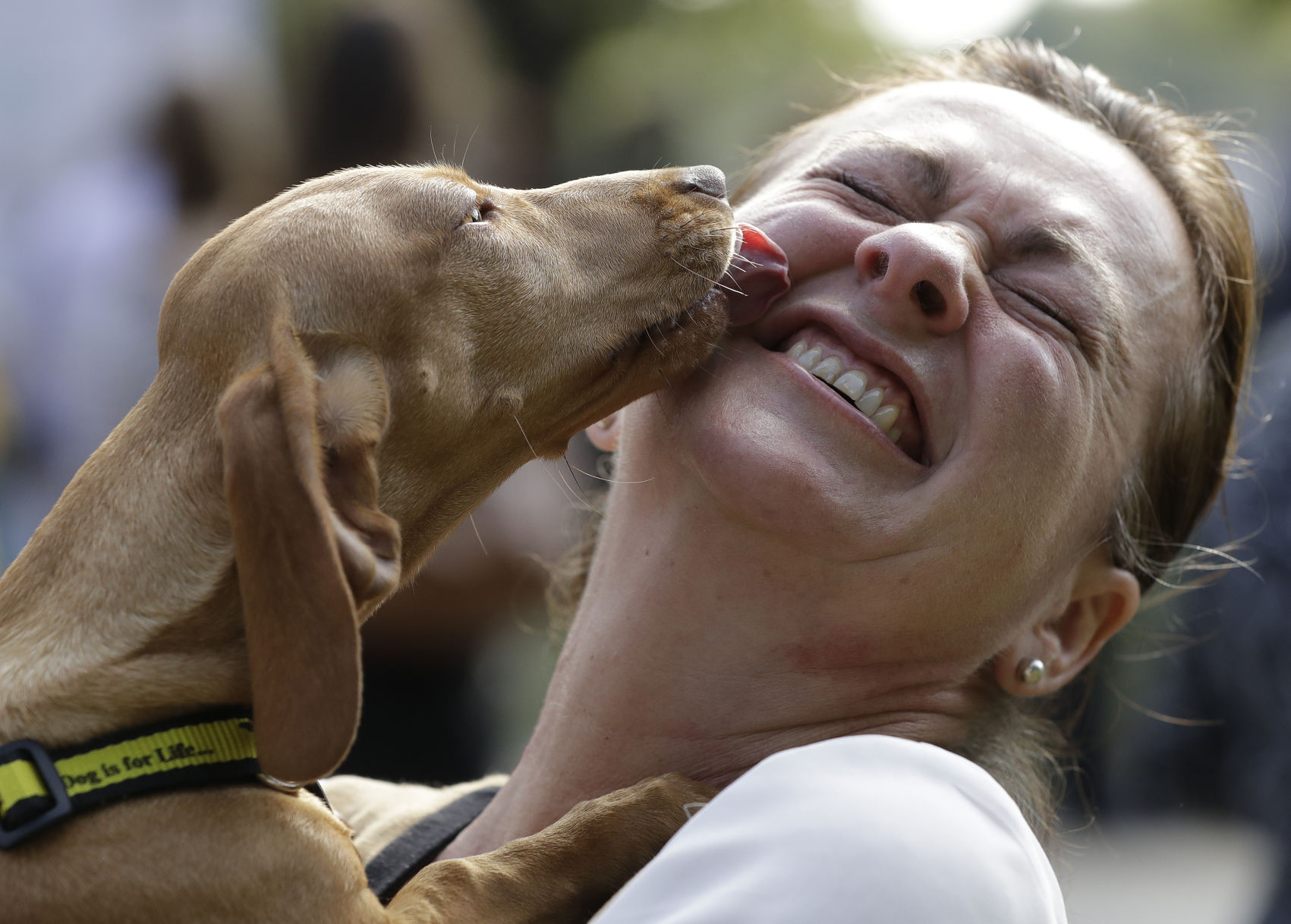 Rescue dog